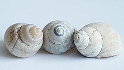 Image-6